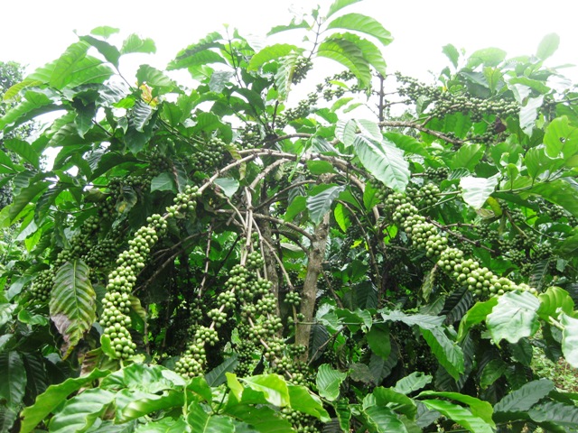 cần phải cung cấp đủ chất dinh dưỡng nhằm đảm bảo chất lượng cũng như năng suất của c&acirc;y c&agrave; ph&ecirc; 