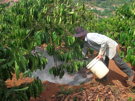 Kỹ thuật b&oacute;n ph&acirc;n cũng đ&oacute;ng vai tr&ograve; quan trọng trong việc đảm bảo năng suất, chất lượng của c&acirc;y c&agrave; ph&ecirc;