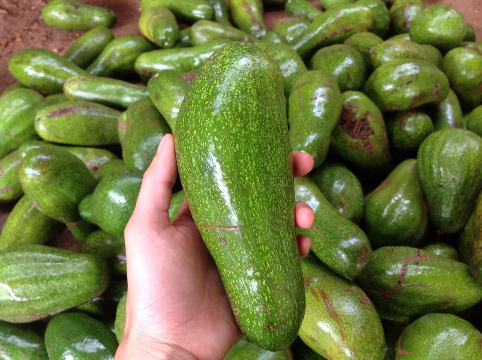 C&aacute;ch chọn bơ ngon đầu m&ugrave;a