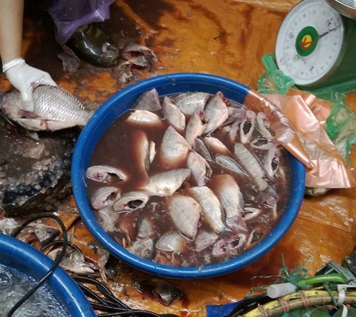 C&aacute;ch chọn c&aacute; ngon, kh&ocirc;ng bị ươn