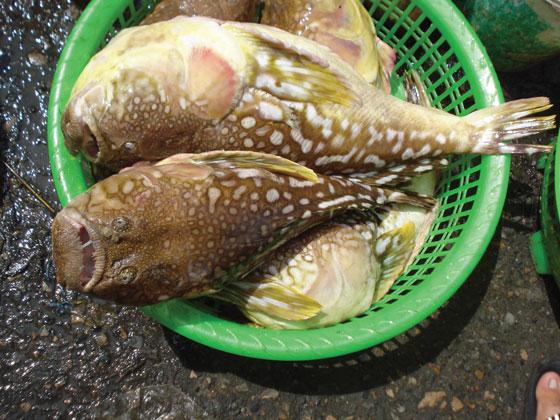 C&aacute;ch chọn c&aacute; an to&agrave;n 