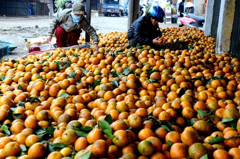 C&aacute;ch chọn cam H&agrave; Giang &lsquo;xịn&rsquo; chuẩn nhất