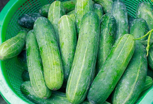 C&aacute;ch chọn dưa chuột ngon, kh&ocirc;ng đắng