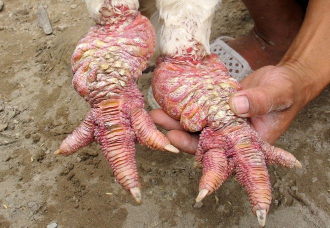 Một trong những c&aacute;ch chọn g&agrave; Đ&ocirc;ng Tảo thuần chủng l&agrave; dựa v&agrave;o đặc điểm của m&agrave;u l&ocirc;ng v&agrave; ch&acirc;n g&agrave;
