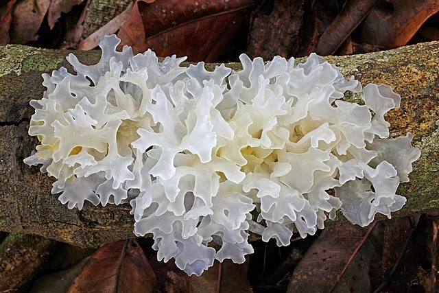 C&aacute;ch chọn mộc nhĩ an to&agrave;n