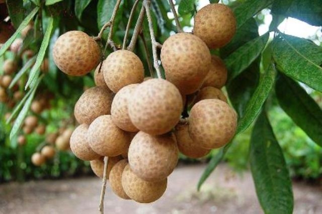 C&aacute;ch nhận biết nh&atilde;n Trung Quốc, nh&atilde;n Việt c&oacute; thể dựa v&agrave;o vỏ v&agrave; c&ugrave;i quả. Ảnh sưu tầm