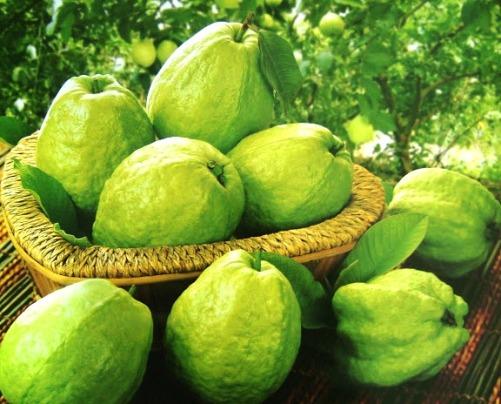C&aacute;ch chọn ổi ngon, kh&ocirc;ng 13Win21 con - Tri ân hội viên mỗi tháng 2000 tỷ