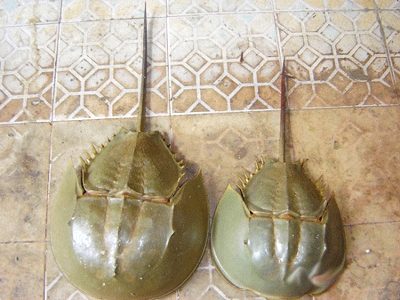 C&aacute;ch chọn sam biển