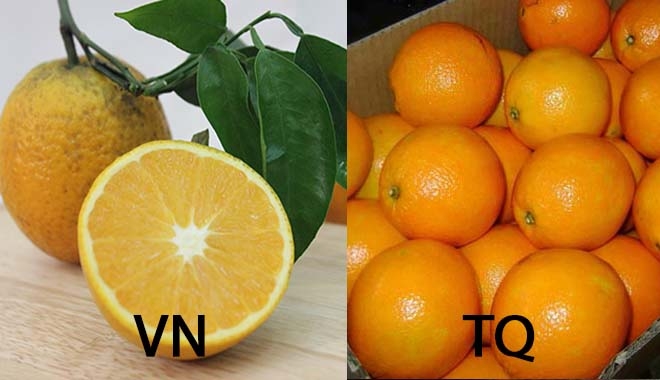 C&aacute;ch ph&acirc;n biệt cam Trung Quốc v&agrave; cam Việt Nam