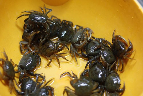 C&aacute;ch ph&acirc;n biệt cua đồng v&agrave; cua nu&ocirc;i đơn giản nhất