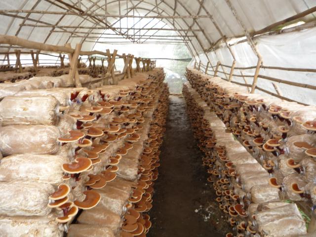 Nấm linh chi được đ&aacute;nh gi&aacute; l&agrave; loại nấm qu&yacute; hiếm, c&oacute; lợi cho 13Win19 ưu đãi hấp dẫn