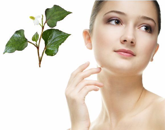 Rau diếp c&aacute; gi&uacute;p trị mụn trứng c&aacute; hiệu quả