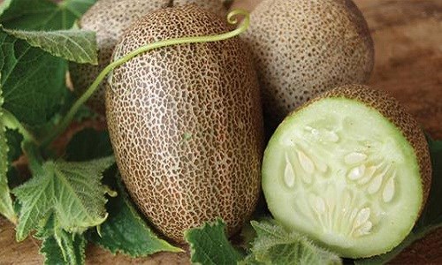 C&aacute;ch trồng dưa chuột khoai t&acirc;y kh&ocirc;ng qu&aacute; kh&oacute;