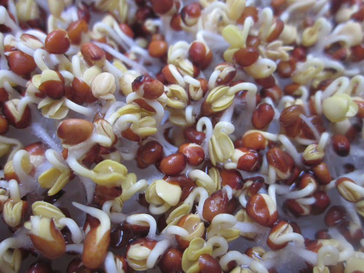 Rau mầm 2 ng&agrave;y tuổi