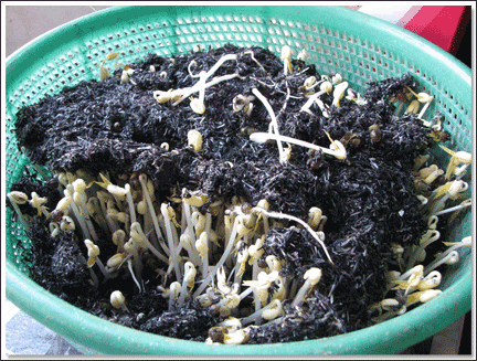 Tự ủ gi&aacute; đỗ tại nh&agrave; bằng tro