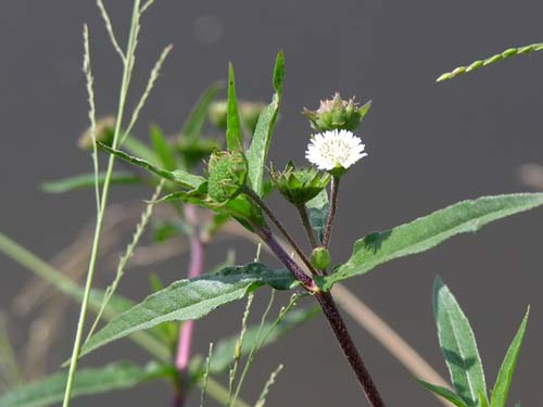 Cach chua nhiet mieng
