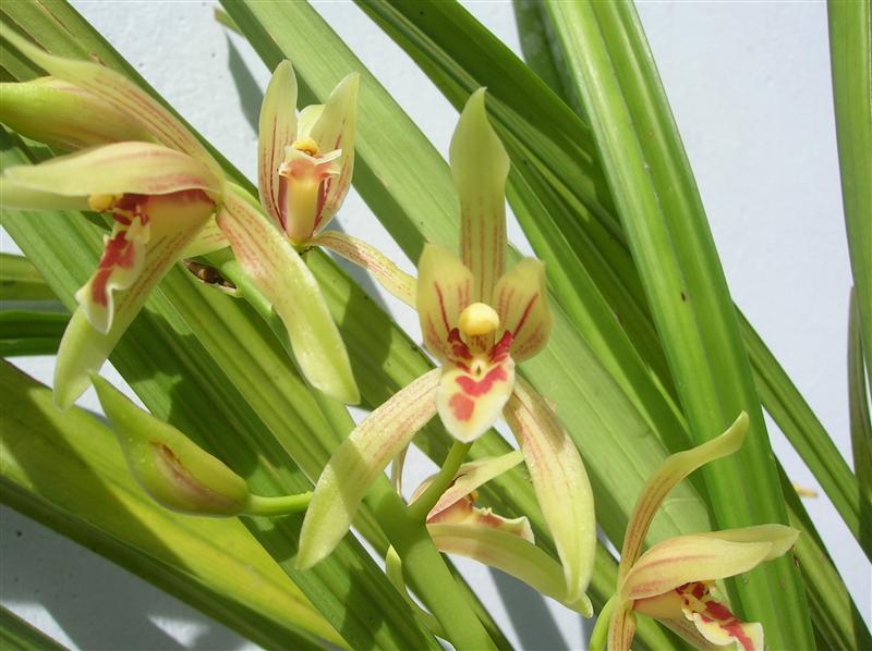 C&oacute; nhiều loại địa lan kh&aacute;c nhau nhưng c&aacute;ch trồng v&agrave; chăm s&oacute;c cũng giống như c&aacute;c                                                                                                                                                                                            Mức độ chiếu s&aacute;ng rất quan trọng đối với sự ph&aacute;t triển của địa lan