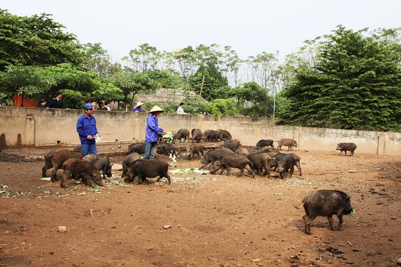Trang trại lợn rừng của &ocirc;ng Ng&ocirc; Xu&acirc;n Cường
