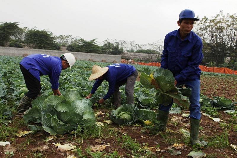 Chăn nu&ocirc;i lợn rừng theo hướng organic