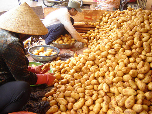 Cấm khoai t&acirc;y Trung Quốc l&agrave; biện ph&aacute;p nguy hiểm