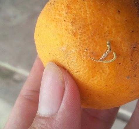 C&oacute; những sợi trắng d&agrave;i mọc ra từ b&ecirc;n trong quả cam