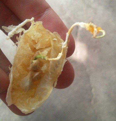 Sau khi b&oacute;c ra, ph&iacute;a trong quả cam hạt đ&atilde; nảy mầm, mọc rễ