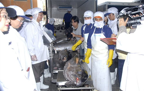 Quy tr&igrave;nh kiểm tra c&aacute; ngừ đại dương đạt ti&ecirc;u chuẩn xuất khẩu đi Nhật Bản