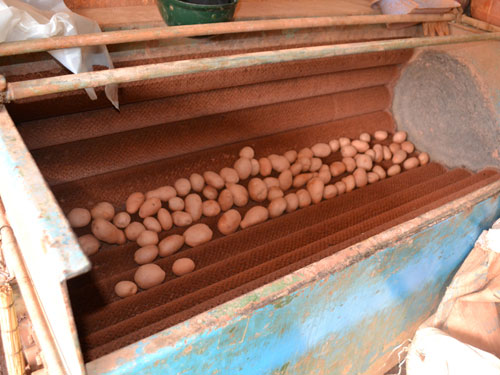 M&aacute;y rửa v&agrave; nhuộm biến c&aacute;c loại rau quả Trung Quốc như khoai t&acirc;y th&agrave;nh khoai Đ&agrave; Lạt