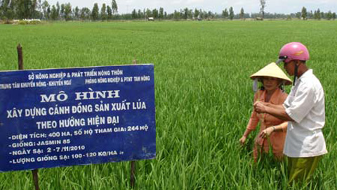 Đồng Th&aacute;p: 5 ng&agrave;nh h&agrave;ng n&ocirc;ng sản được chọn l&agrave; lợi thế cạnh tranh của tỉnh