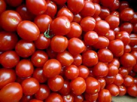 Kỹ thuật trồng c&acirc;y c&agrave; chua bi