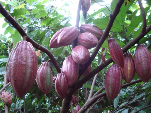 Đắk Lắk tuyển chọn 5 giống ca cao cho năng suất cao