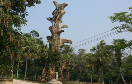 C&acirc;y di sản chết kh&ocirc; sau khi được vinh danh do địa phương chăm s&oacute;c qu&aacute; đ&agrave;