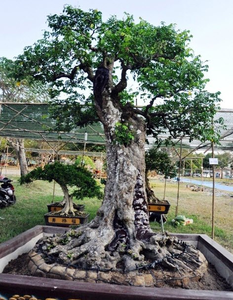 hai c&acirc;y kh&ecirc;́ tính cả ch&acirc;̣u phải nặng g&acirc;̀n 3 t&acirc;́n