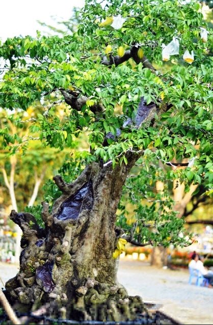 . Ban đ&acirc;̀u, mua v&ecirc;̀ c&acirc;y chưa có hình dáng gì nhưng sau 10 năm &ldquo;nu&ocirc;i&rdquo; hai c&acirc;y kh&ecirc;́ đã ra hình