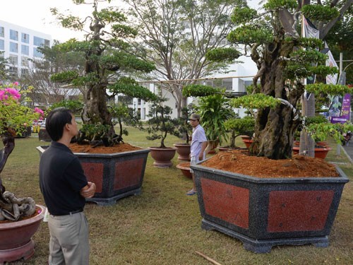 Cặp khế cổ tại chợ hoa Ph&uacute; Mỹ Hưng.