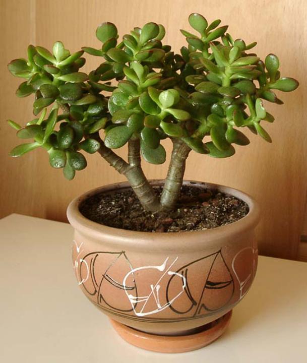 C&acirc;y ngọc b&iacute;ch gi&uacute;p thu h&uacute;t nguồn 13WIN là nhà cái uy tín top đầu Châu Á li&ecirc;n quan đến tiền t&agrave;i 