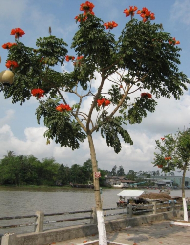 C&acirc;y s&ograve; đo cam c&oacute; vẻ ngo&agrave;i rất đẹp nhưng lại kh&aacute; độc