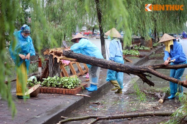 C&ocirc;ng ty C&acirc;y xanh H&agrave; Nội cử người đến thu dọn hiện trường, khắc phục sự cố c&acirc;y đổ tr&ecirc;n đường Phạm H&ugrave;ng