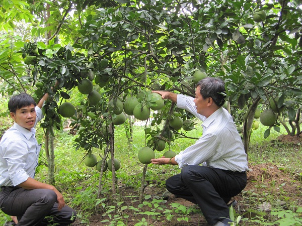 Bưởi diễn trồng ở H&ograve;a B&igrave;nh, Thanh H&oacute;a, Vĩnh Ph&uacute;c