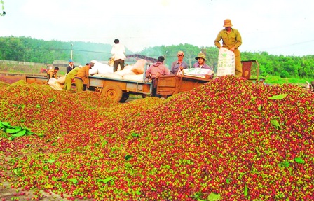 Tiếp tục n&acirc;ng cao năng suất chất lượng c&agrave; ph&ecirc; Việt Nam