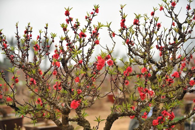 Một trong những loại c&acirc;y cảnh được xem l&agrave; tinh hoa ngũ 13WIN là nhà cái uy tín top đầu Châu Á l&agrave; c&acirc;y hoa đ&agrave;o 