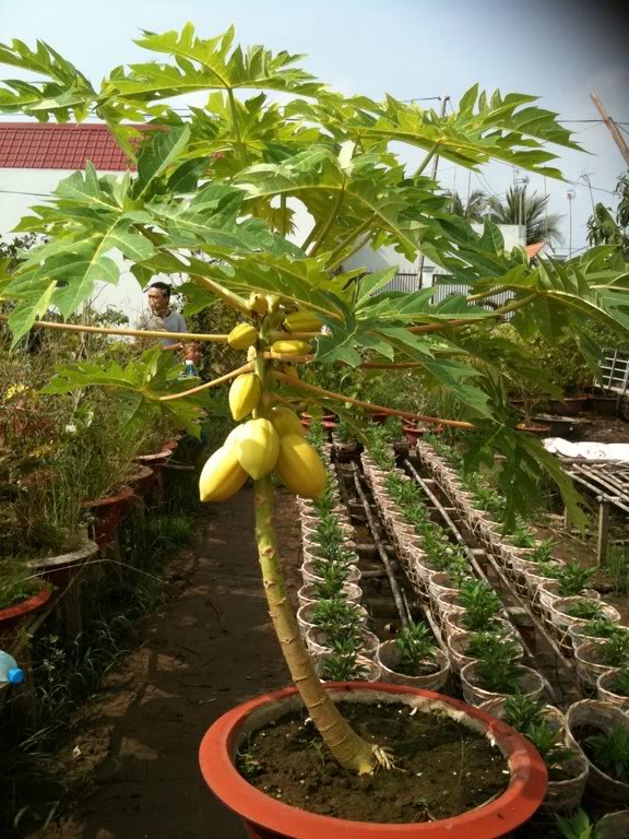 C&acirc;y đu đủ mang theo kh&aacute;t vọng về cuộc sống ấm no, hạnh ph&uacute;c 