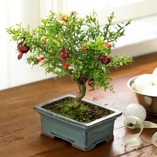 C&acirc;y Thạch Lựu  tượng trưng cho niềm mong ước &ldquo;đa tử đa ph&uacute;c&rdquo; (nhiều con nhiều ph&uacute;c), quả to v&agrave; đẹp. Gi&aacute; khoảng của c&acirc;y cảnh mini này là  135.000 đồng/ chậu.