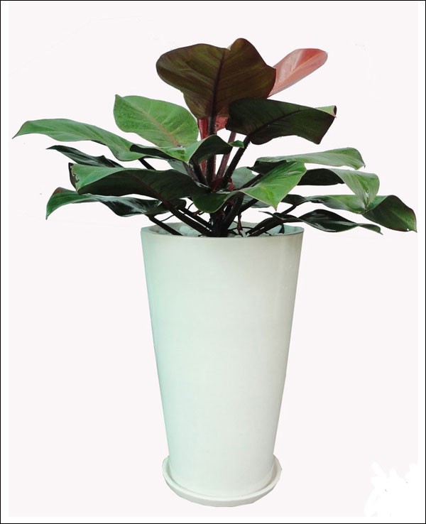 C&acirc;y Trầu B&agrave; Đế vương  có ba màu đỏ, vàng xanh  là loại c&acirc;y cảnh mini có  với tố độ sinh trưởng nhanh, d&ugrave;ng đặt ở nơi b&agrave;n l&agrave;m việc, b&agrave;n tr&agrave;, kệ, cửa sổ, gi&aacute; khoảng 600.000 đồng/ chậu.