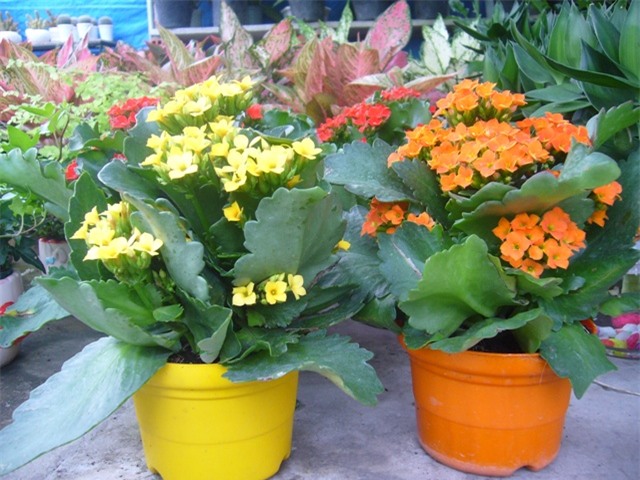 C&acirc;y sống đời nhỏ nhắn, xinh xắn với mong ước ph&uacute;c, lộc, thọ. Ch&acirc;̣u cảnh mini này có giá trong khoảng từ 70.000 đ&ecirc;́n 100.000 đ&ocirc;̀ng 