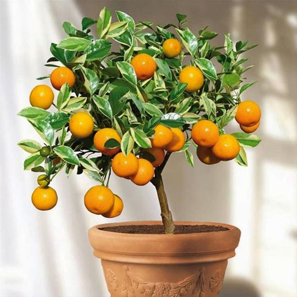 C&acirc;y quất quả v&agrave;ng đều, l&aacute; xanh tốt, thể hiện sự tr&ugrave; ph&uacute;, dồi d&agrave;o sức sống, thường được d&ugrave;ng để trang tr&iacute; nh&agrave; v&agrave;o dịp Tết. Gi&aacute; khoảng 350.000 đồng/ chậu.