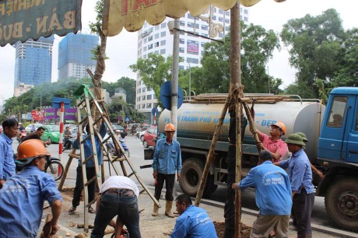 c&acirc;y l&aacute;t hoa
