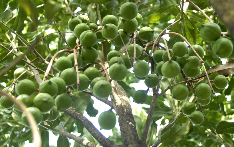 Ph&aacute;t triển c&acirc;y mắc ca ở v&ugrave;ng T&acirc;y Bắc