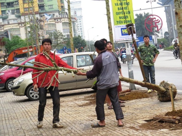 c&acirc;y v&agrave;ng t&acirc;m tr&ecirc;n đường nguyễn ch&iacute; thanh