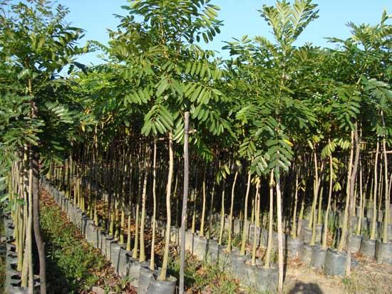 Kỹ thuật trồng c&acirc;y x&agrave; cừ kh&ocirc;ng kh&oacute;